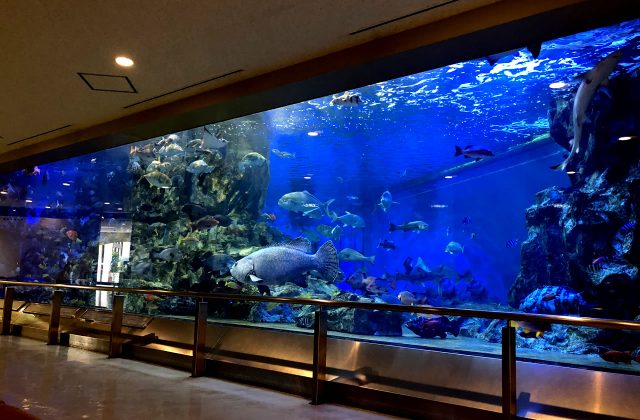 宮津市にある水族館「丹後魚っ知館」は子連れファミリーがゆるく楽しめるよ！