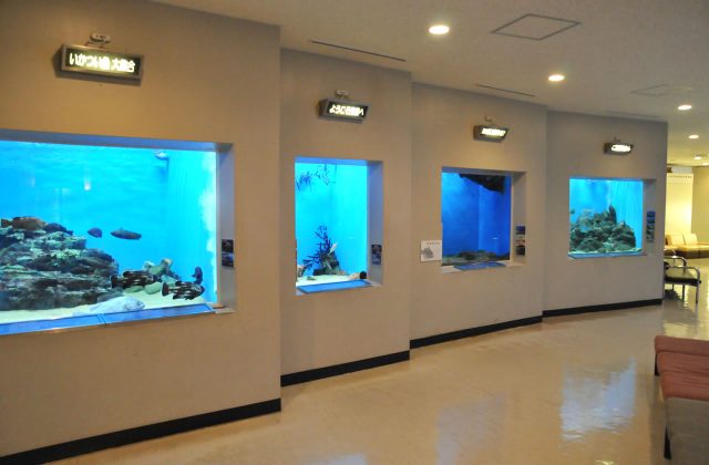 宮津市にある水族館「丹後魚っ知館」は子連れファミリーがゆるく楽しめるよ！
