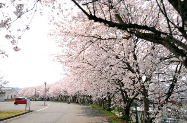 豊岡でお花見！プラリと桜の写真を撮りに行ってきたよ！