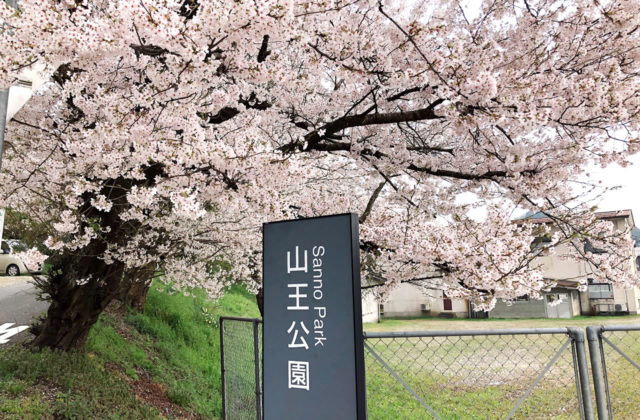 豊岡でお花見！プラリと桜の写真を撮りに行ってきたよ！